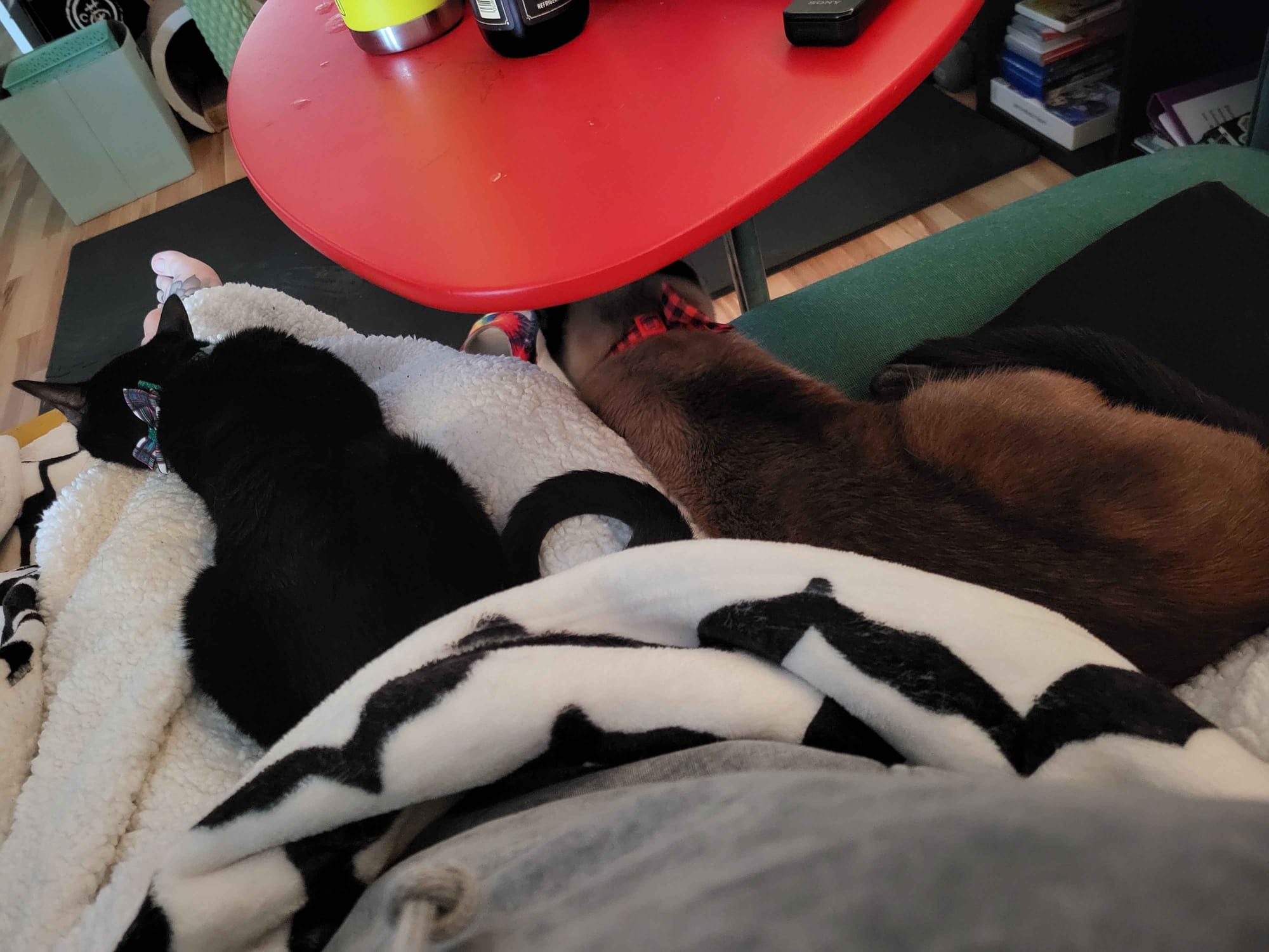 Lotus lays on my legs which are covered in a white blanket, head towards my feet. Gusu lays facing the same direction to my right, leaning against my legs. We all are on a green couch.