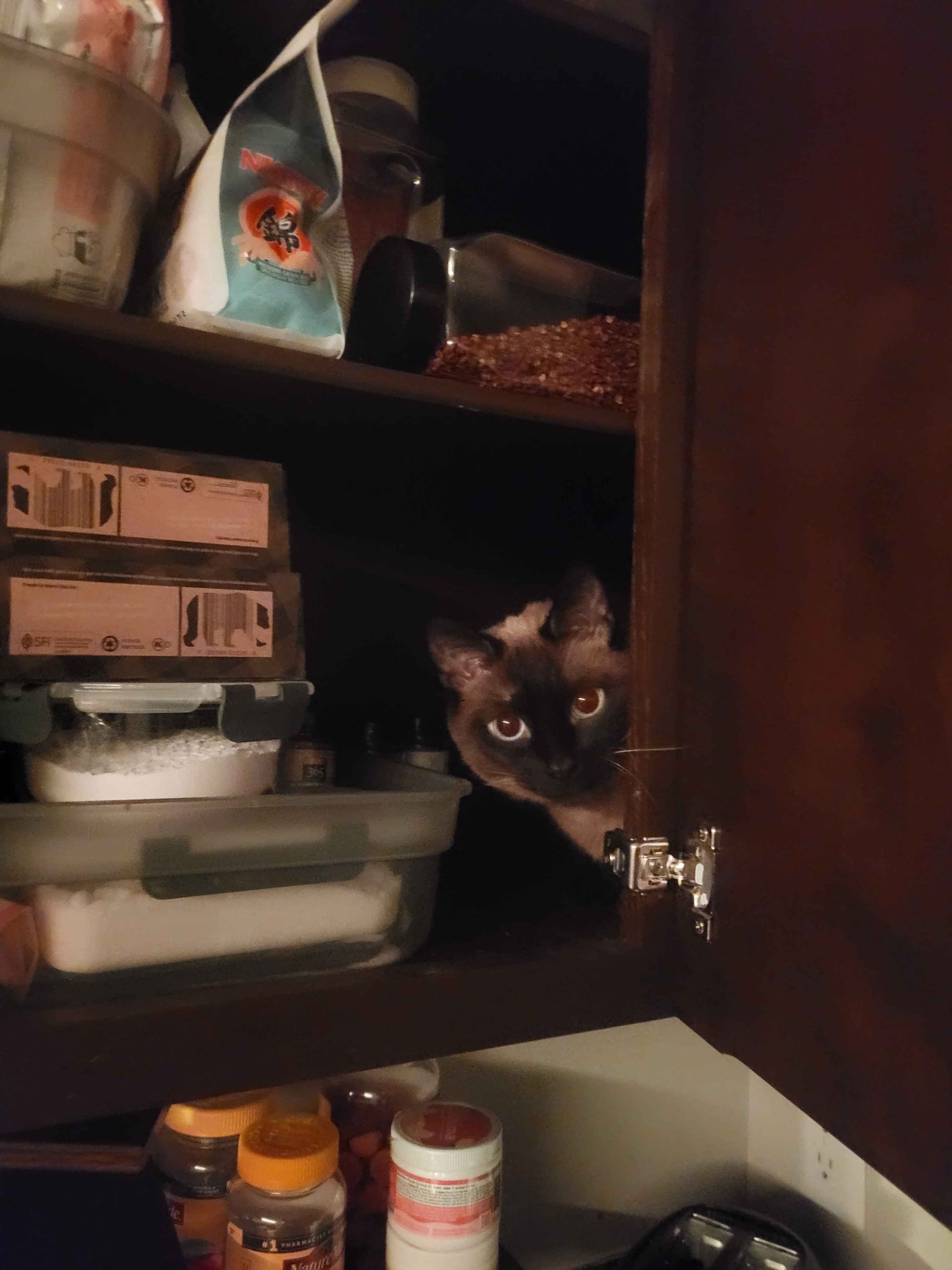 In an open kitchen cabinet, the left side of which is full with spices, a tub of salt, and two bpxes of protein pancake mx, Gusu, a siamese cat, pokes his head out from inside on the right side.