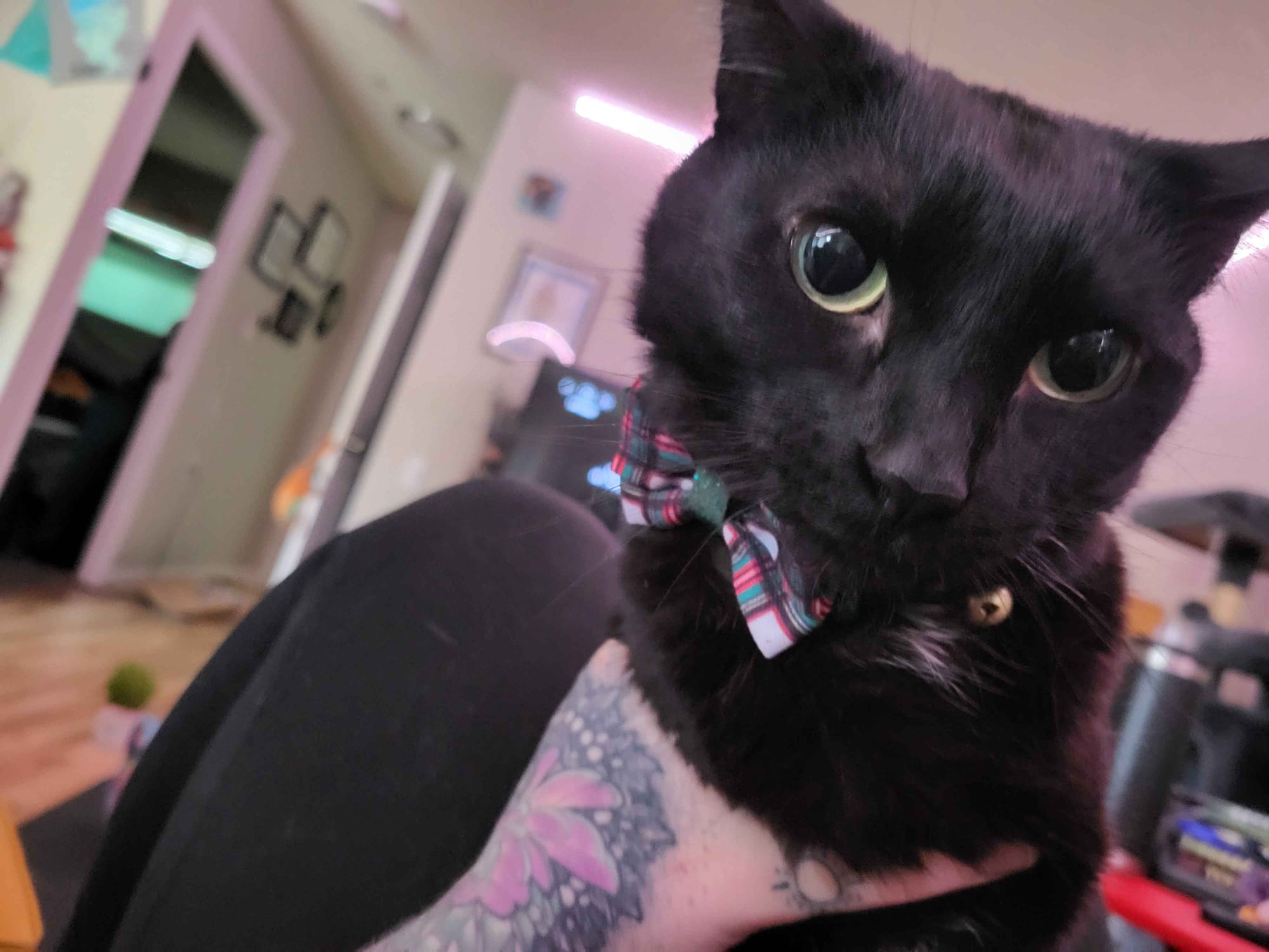 Lotus, a black cat with green/yellow eyes, a small white tuft on her chest, and a green, white, and red plaid bowtie collar, stares at the camera, held in place by my left hand on her chest.
